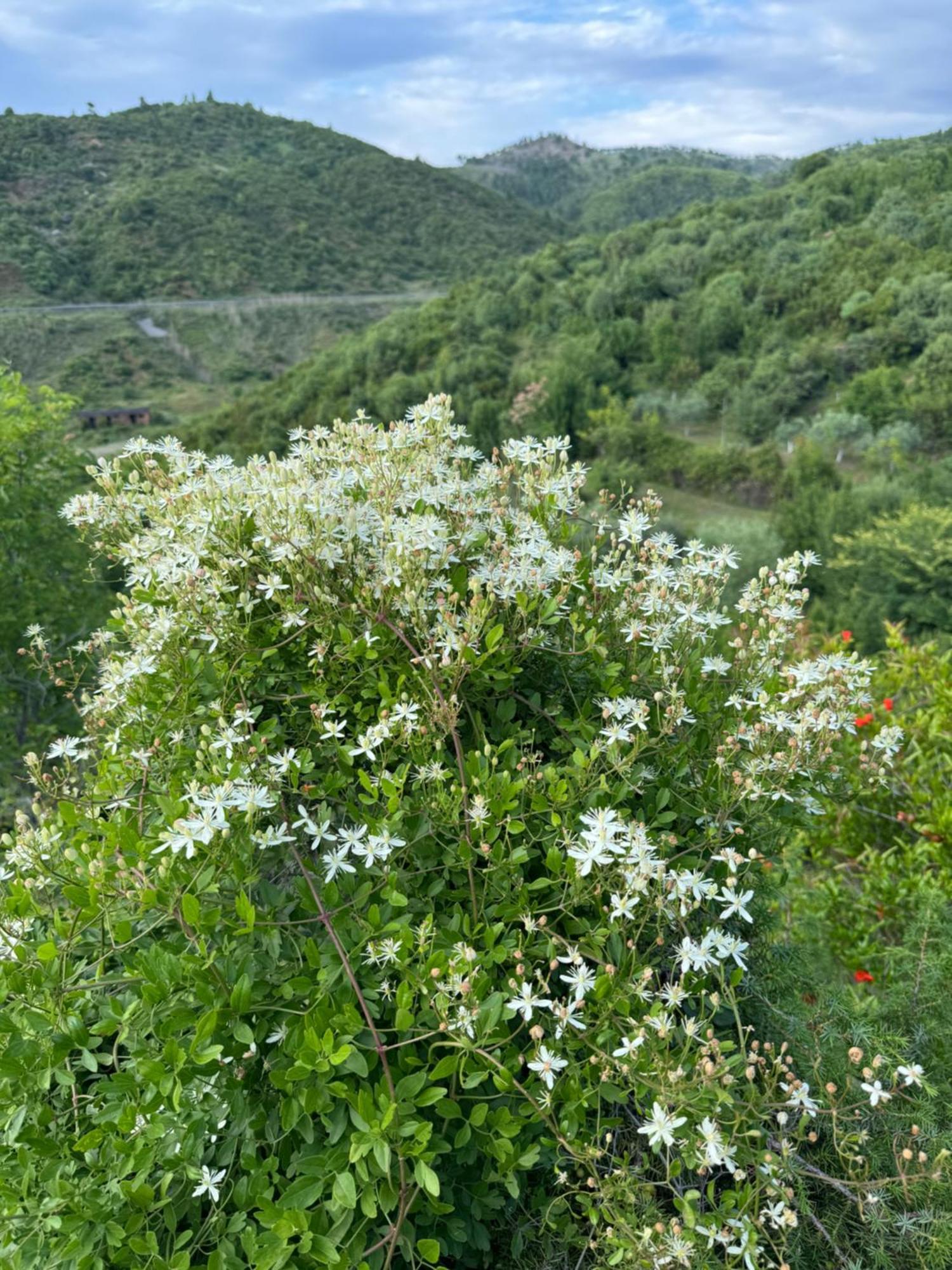 Qyteza Guest House & Camping Shkodër 外观 照片